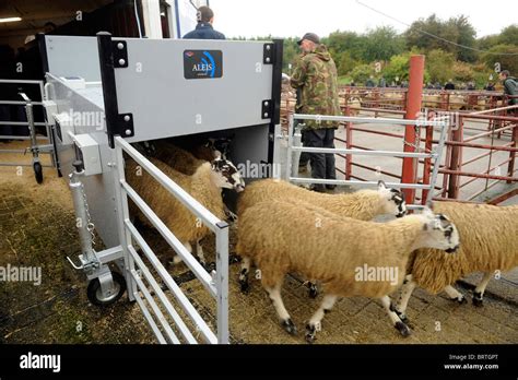 livestock rfid tag readers|sheep eid tag readers uk.